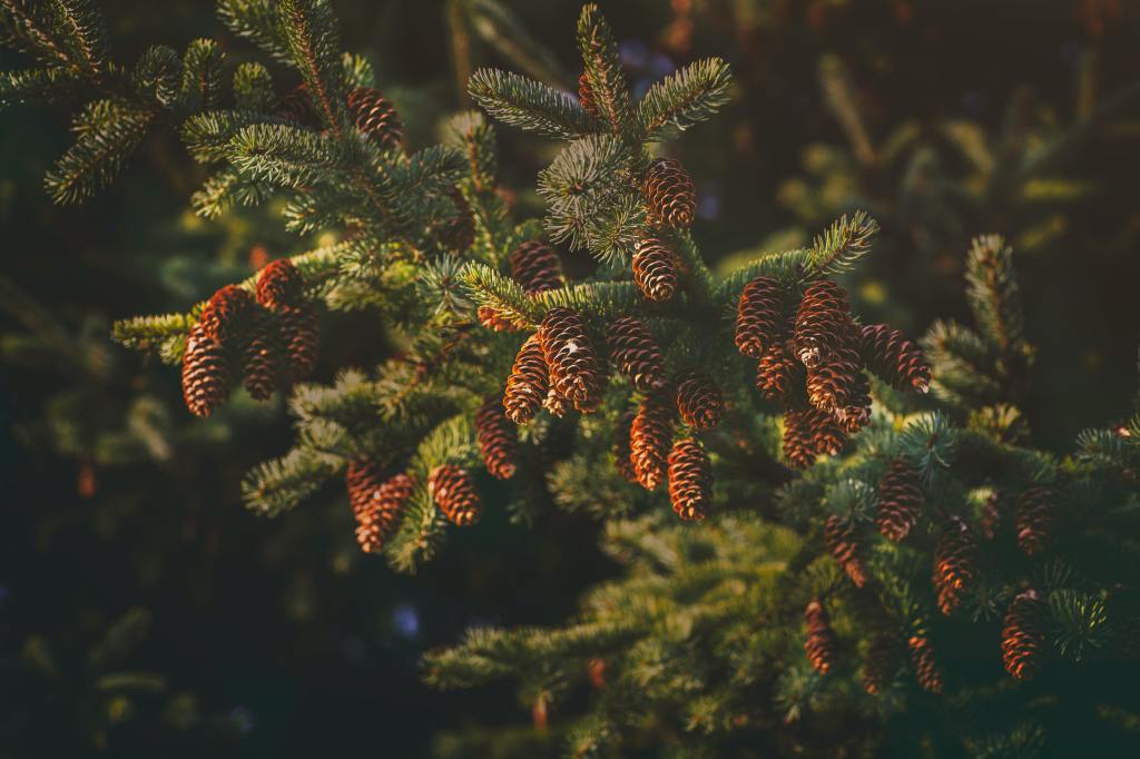 Evergreen Content: What It Is, Why It Matters, What You Can Do With It, and How You Can Find It